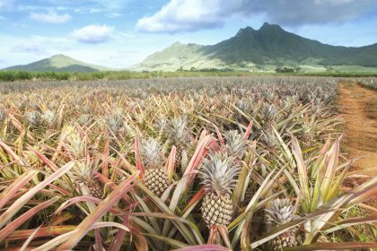 Pineapple field in Mauritius. See my other photos from Mauritius: :