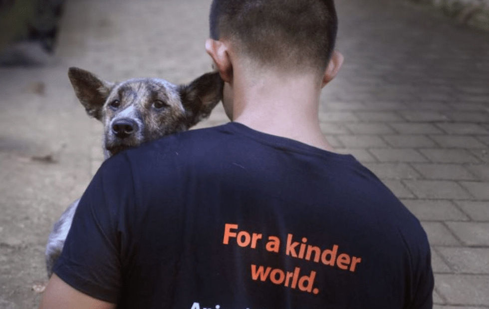 Animals Australia Appoints Involved Media To Media Account