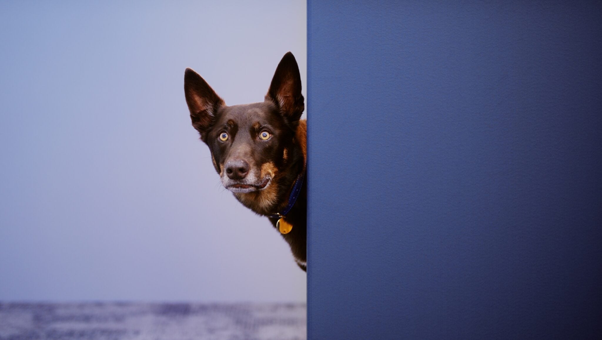 Apparent Recruits Mans Best Friend In Kinatico Compliance Spot