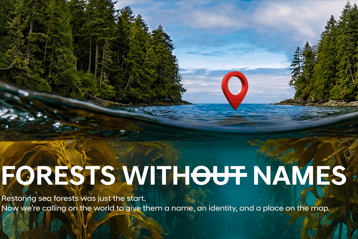 Hyundai To Name Aussie Sea Forests In Global Campaign Via BBDO New York